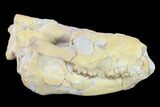 Fossil Oreodont (Merycoidodon) Skull - Wyoming #134359-1